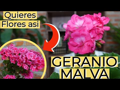 Cuidados del Geranio Malva | Como tener flores Todo el Año / Aprendiendo a Cuidar