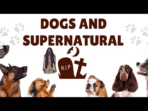 Dogs And Supernatural!#mahakalivedichealingshelter #supernatural #dogs #blackmagicremedy #tantra