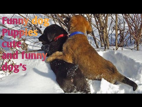 Funny DOG videos*you will LAUNCH at all tha DOG'S*Puppies cute and funny videos#NETUREANIMALS