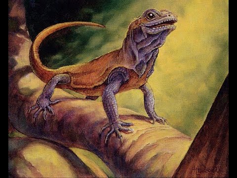 Premodern MTG: Fires of Yavimaya VS Madness