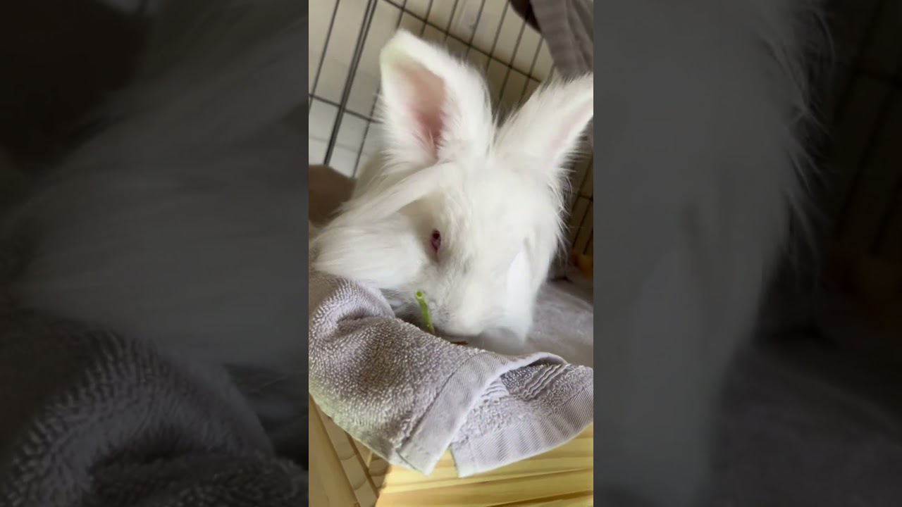 Enlarge Calla (bonded to Cauliflower) , a Adoptable mixed breed in Hamilton, ON video 5/5