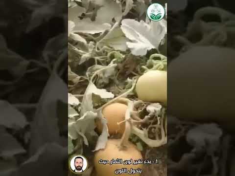 , title : '‏تصل ثمار القرع العسلي لمرحلة النضج بعد 4   5 أشهر من الزراعة … فما هي علامات اكتمال نضج الثمار؟ ابر'