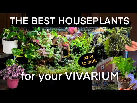 The BEST Vivarium plants from a HARDWARE STORE? ! (Affordable and Easy Options)