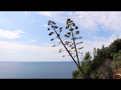 FIORI D'AGAVE - Alz, Pj Neena, Tenpō (Punti Sospesi EP)