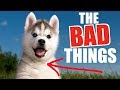 The 3 WORST Things About Siberian Husky Puppies...