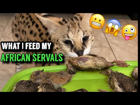 WHAT TO FEED AFRICAN SERVALS CAT 🐈