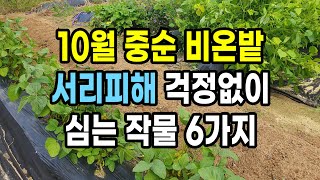 10월 중순 비온밭 서리에도 걱정없이 심을 수 있는 작물 6가지