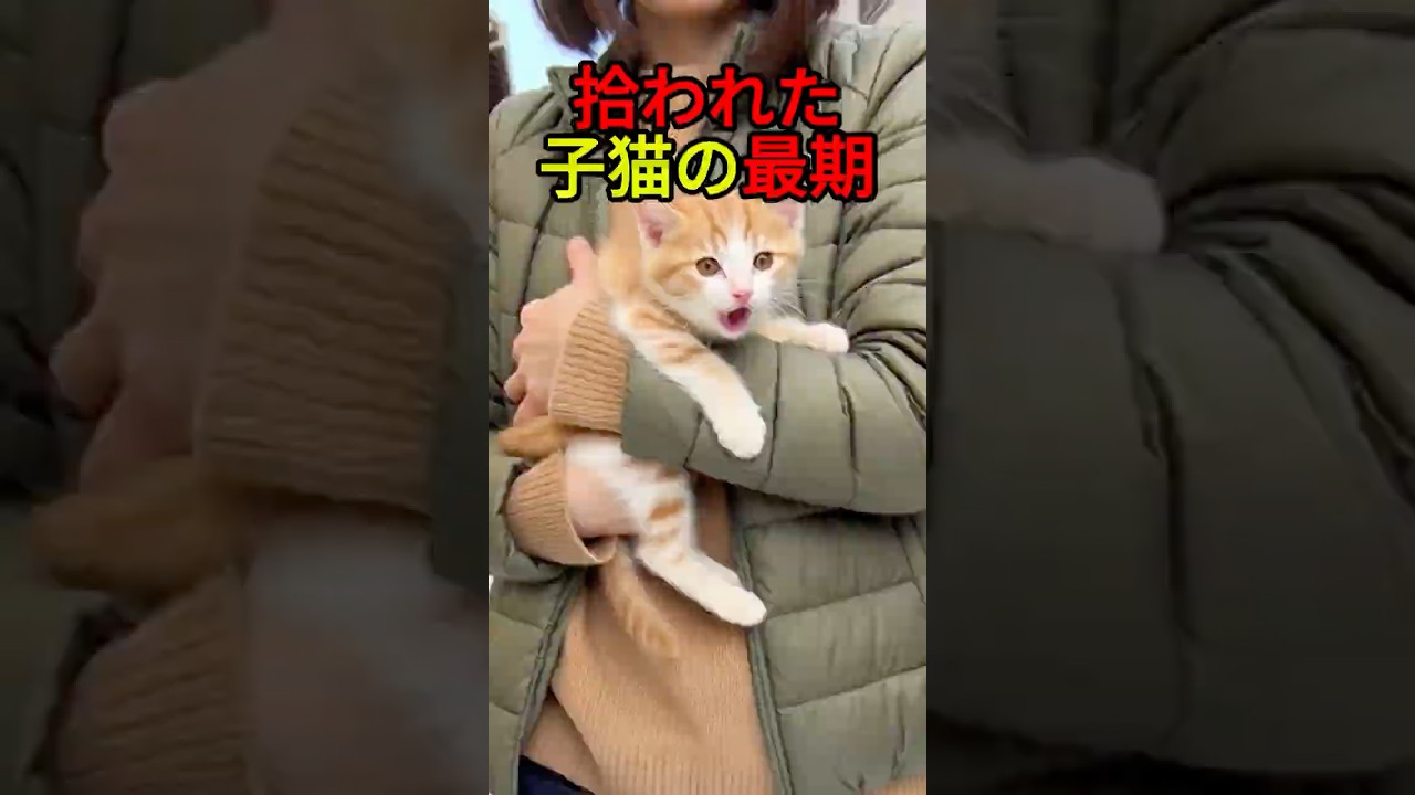 必死に生きた子猫の奇跡【感動物語】 #shorts