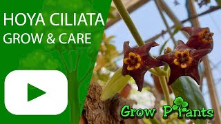 Hoya ciliata - grow & care (Black hoya plant)
