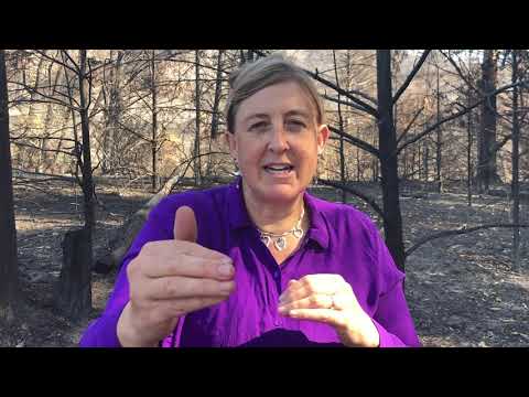 How Could Burning Be a Climate Solution? | Joanna Nelson | TEDxReImagineScience