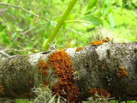 Lichen Identification Methods - YouTube