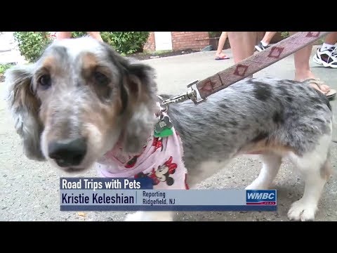 Road Trip With Pets