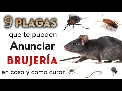 PESTS THAT CAN SIGNAL WITCHCRAFT IN YOUR HOME AND HOW TO CURE THEM 🐀🕷