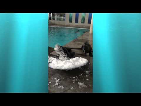 download lagu mp3 mp4 Snow Sea Lion, download lagu Snow Sea Lion gratis, unduh video klip Snow Sea Lion