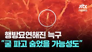 행방묘연해진 늑구…직접 굴 파고 숨었을 가능성도 / JTBC News