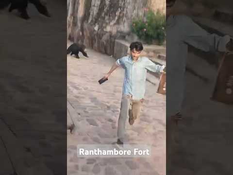 Sloth Bear Spotted Inside Ranthambore Fort: A Rare Encounter #shorts #ytshorts #shortsfeed