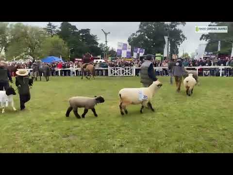 El desfile de los Grandes Campeones - 107ª Exposición Rural de Coronel Suárez