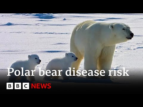 【BBC】北極變暖，北極熊面臨更嚴峻的疾病風險 (Polar bears face higher risk of disease in a warming Arctic | BBC News)