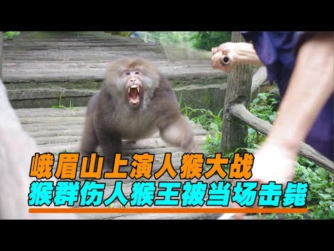山肖 猴子