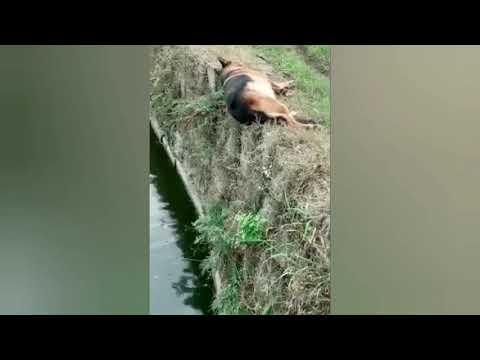 me voy a matarme wii original