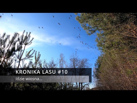 Kronika Lasu #10 - Idzie wiosna, dziki (huczka?), żurawie, dzikie gęsi - fotopułapka