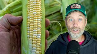 No Sweat Sweet Corn + Moving a Tunnel