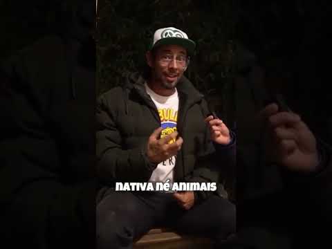 Por Que Amo a Costa  Uma Conexão Profunda com a natureza
