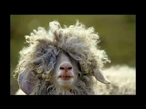 FARSA -- DanOiela (Anatol Melnic - Jurnal FM)