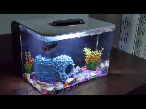 'Red Tail Fish' Betta Fish Tank Review