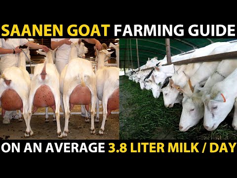 , title : 'SAANEN GOAT BREED | Saanen Goat Farming Guide | Highest Milk Producing Goat Breed | Best Dairy Goat'