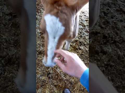 Spielen mit fohlen im Grabenstätt 05.04.2020.