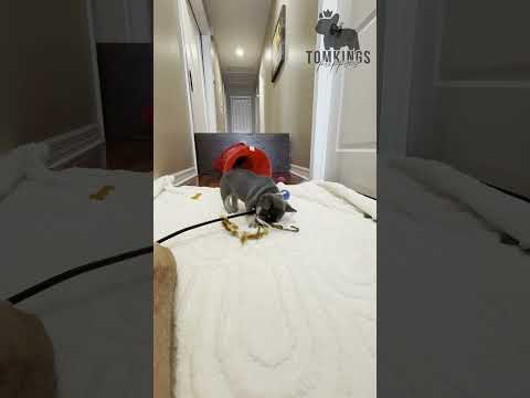 Video 2