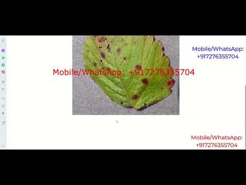 Plant Leaf Disease Identification Using Image Processing Python Project With Source Code