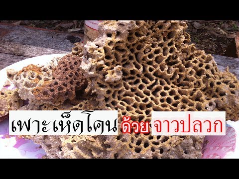 ซื้อเชื้อโรคหญิงในหยดใน Yekaterinburg ในร้านขายยาบางขาย Exciter สำหรับผู้หญิง