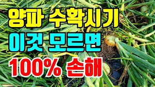 양파수확시기 알수있는5가지 방법 / 이것만 알면 양파수확 문제없어요