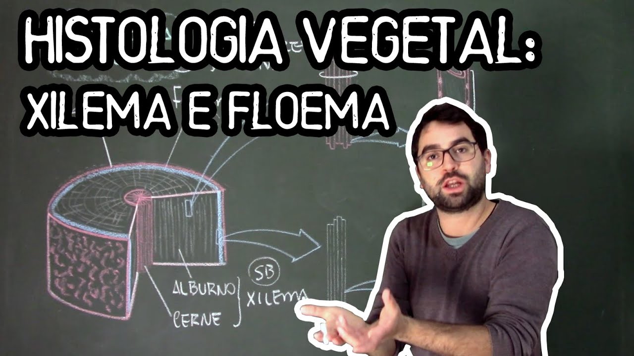 Histologia Vegetal: Tecidos de Condução de Seiva - Aula 14 - Módulo V: Botânica (Prof. Guilherme)
