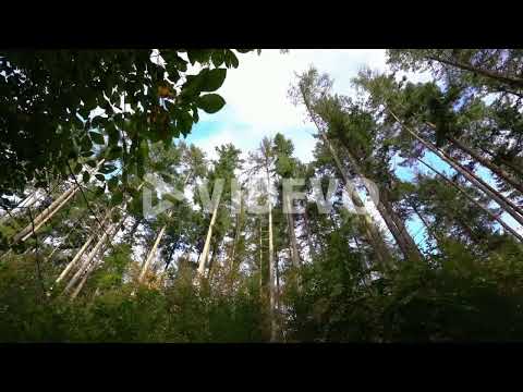 Beautiful tall Pine trees of the Ravensdale Forest Park in Ireland  tilt up