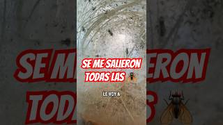 Alimentando bebés #camaleón #reptiles #camaleones #pets