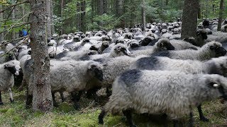 Pogledajte stado od 500 ovaca na Vlašiću Pogledajte stado od 500 ovaca na Vlašiću
