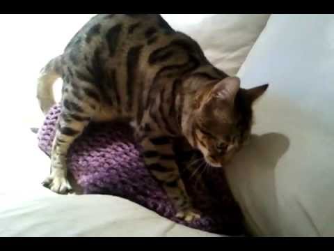 Bengal violates blanket