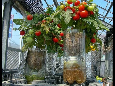 , title : 'Cara mudah menanam tomat didalam botol (menambah hiasan taman/rumah)'