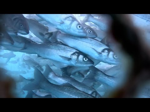 LA CARA OCULTA DEL PESCADO