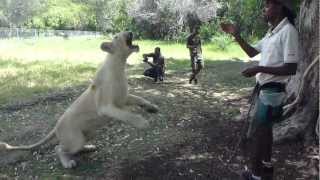 preview picture of video 'Passeggiata con i leoni al Casela National Park'