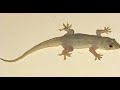 Common House Gecko Chipkali Or Moon Lizard Wall Gecko Asian House Gecko
