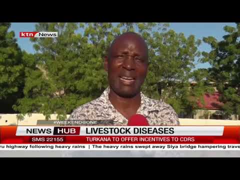 Livestock Diseases: Turkana to offer incentives to CDRS