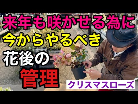 【やる事は3つ】クリスマスローズは花後の管理が特に重要です　　　【園芸】【ガーデニング】【花後の管理】