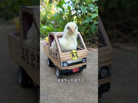 Anak Ayam Ini Buktikan Kerja Keras Bisa Beli Mobil Impian!