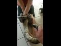 Pet Snake Handcuffs Bites Its Owner