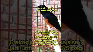 Download lagu setingan murai emosi rendah birahi tinggi mp3