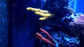 Mounting a Sponge in a Reef Tank